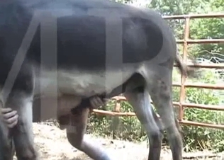 Skinny farmer is fucking with his pony