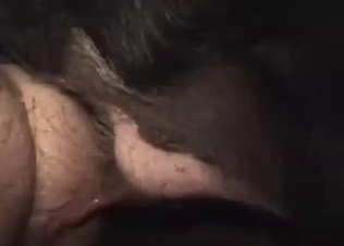 Wild boar fucks in exotic bestiality XXX