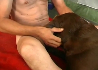 Dog worships the owner's dick