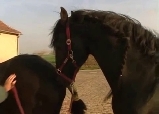 Close-ups of a beautiful horse