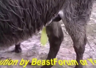 Donkey action shown up close and personal