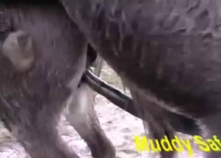 Donkey action shown up close and personal