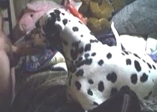 Dalmatian enjoy this dude's dick