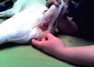 Stunning dog is enjoying nasty anal game