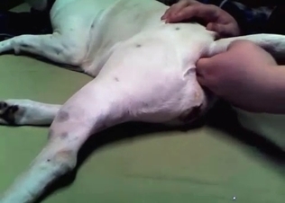 Stunning dog is enjoying nasty anal game