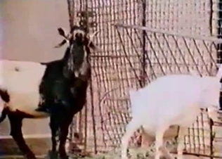 Beautiful goat is enjoying intensive bestiality XXX