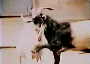 Beautiful goat is enjoying intensive bestiality XXX