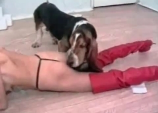 Thong-wearing bitch is ready to take dog cock