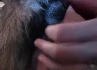 Unstoppable puppy is demonstrating fuck skills