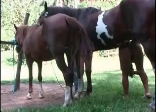 Extremely wild animal sex