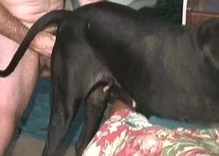 Awesome black dog pounded hard by zoophile