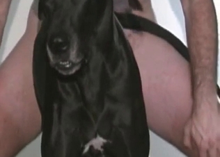 Awesome black dog pounded hard by zoophile