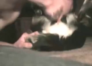 Great zoo porn with a guy who fucks a doggo
