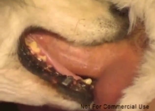 One extra thrust would have made this dog cum