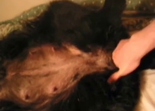 Zoophile porn deals with fingering up close