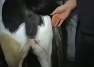 Zoophile porn where animal holes get ruined