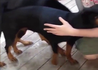 What a stellar dog fuck with two Dobermans