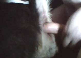 Married guy fucks a submissive dog from behind