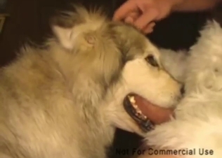 Hot zoophile porn with a guy who throats his beast