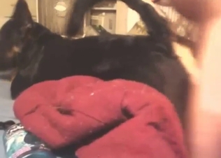 Zoo porn with a black dog taking his dick
