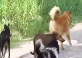 Outdoor dog fucking with some twisted kinks