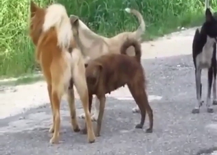 Outdoor dog fucking with some twisted kinks
