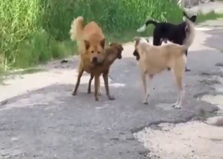 Outdoor dog fucking with some twisted kinks