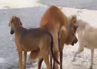 Outdoor dog fucking with some twisted kinks