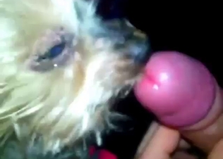 Horny zoophile is going to feed his dick to dog