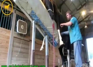Zoo sex starts with a sensual handjob from him