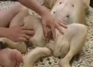 Wanted dog's pussy, gaped dog's pussy hard