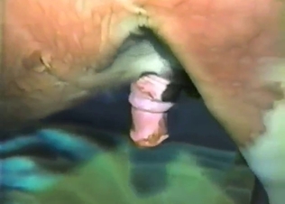 Horse cock is about to explode in his asshole