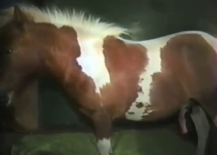 Horse cock is about to explode in his asshole