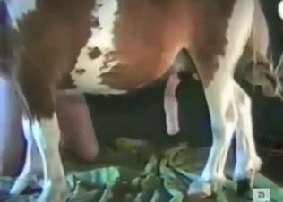 Big cock of a pony fucking that sensitive ass