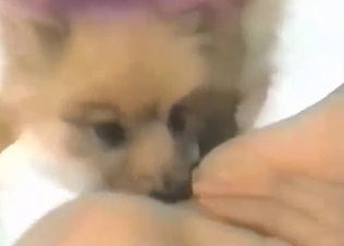 Twisted animal licking Asian girl's pussy