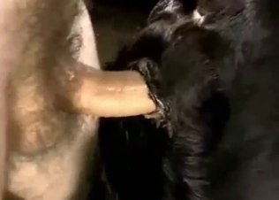 Dude is going to fuck Lab into total submission