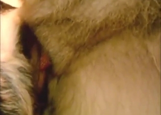 Shepherd fuck with plenty of kinky close-ups