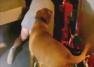 Zoo porn shows a guy's asshole drilled by dog