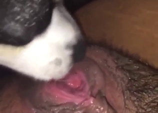 Sexy beast using its tongue to lick hairy crotch