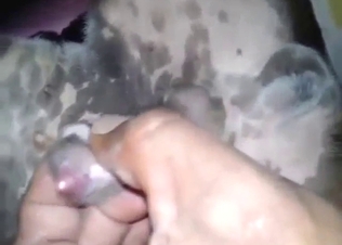 Dude jerks his dog off with slow strokes on cam