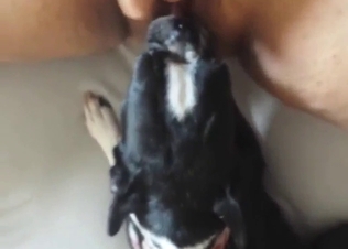Terrier licking human pussy up close on cam