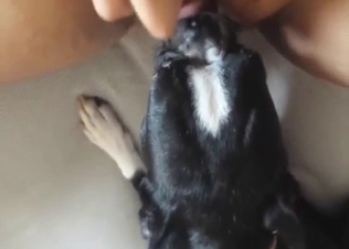 Terrier licking human pussy up close on cam