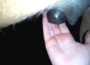 Nice blowjob for a horse from a bearded dude