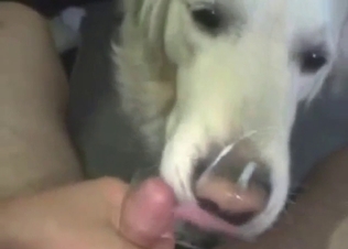White dog dealing with his throbbing penis in POV