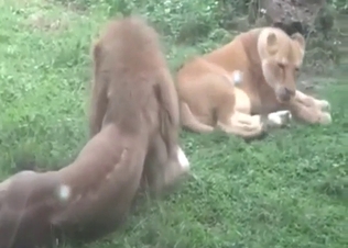 Bestiality sex with two lions that want to fuck