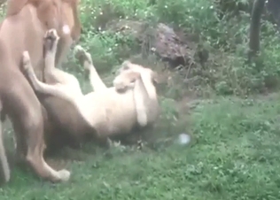 Bestiality sex with two lions that want to fuck