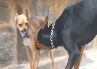 Bestiality porn: animals playing with each other