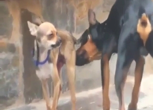 Bestiality porn: animals playing with each other