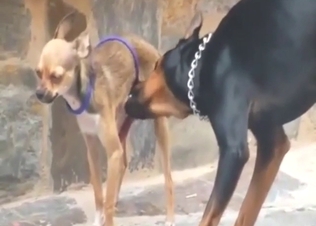 Bestiality porn: animals playing with each other