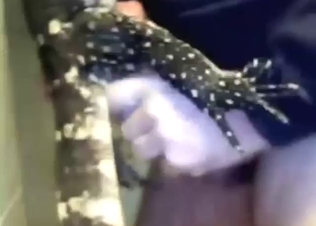 Zoophile porn with a sexy lizard taking his dick